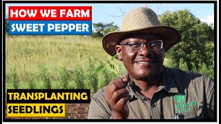 Vegetable Farming in Zambia Transplanting Pepper Seedlings [upl. by Poler]