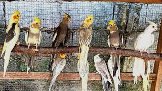 Cockatiel Guide video ☺️  Beautiful Cockatiel Family Calopsitasmansa CockatielsCraze [upl. by Winnick]