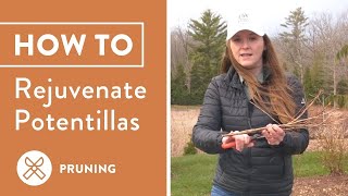 How To Prune Potentilla Step By Step Guide [upl. by Sully]