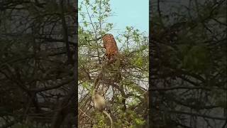 Tiger fight with monkey in babool tree [upl. by Idolem350]