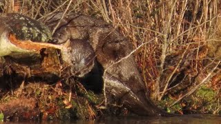 Otters at Lake Matoaka [upl. by Aicilef]