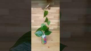 Pothos decoration ideas in water and water is a great idea to prevent mosquitoes from entering [upl. by Ainirtak]