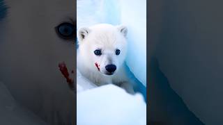 Rescue operation Polar bear cub stuck between two icebergs youtube channel ai nature animals [upl. by Jimmy]