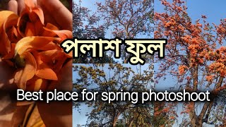 Palash Flower Garden  Belur ESI Hospital  Howrah  Best Place for Spring Photoshoot [upl. by Laehcym]