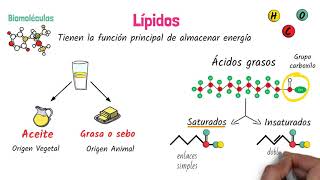 Lípidos Biomoléculas [upl. by Ellen]