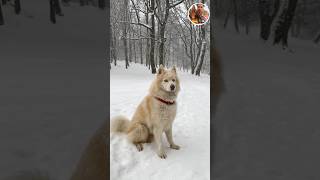 German shepherd vs Siberian husky 🤯😱 Who win the fight 😤😱 shorts viralvideo dog dog doglover [upl. by Cave]