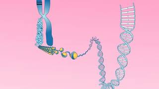 Animation 252 Structure of a chromosome [upl. by Lalita643]