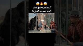 الغوريلا مش مخلية حد يقرب للواد🔥ملخصفيلم افلام [upl. by Shirlie281]