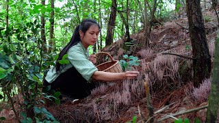 Discovering the Special Mushrooms A Delicacy that Cant be Found [upl. by Minsk]