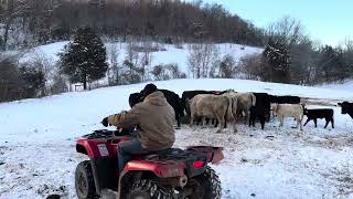 HAND UNROLLING HAY AGAIN FEEDING CATTLE2 DEGREES [upl. by Einotna663]