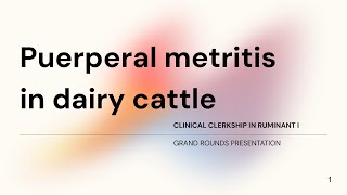 Puerperal metritis in dairy cattle Student case Gr72023 [upl. by Bainbridge354]