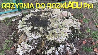 GRZYBNIA DO ROZKŁADU PNI🍄Jak zlikwidować pieńNiszczyk liśćiastodrzewnyMyćelium to destroy stumps [upl. by Eidac]