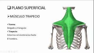 MUSCULOS POSTERIORES DEL CUELLO ESPLENIO Y ELEVADOR DE LA ESCAPULA [upl. by Nicholl]