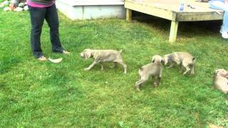 Weimaraner Puppies Pointing [upl. by Gosser]