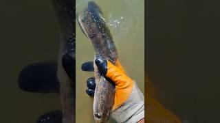 Releasing A Big Channa Striata Fish In Our Fishery trendingshorts viralvideo shorts shortsfeed [upl. by Nauqaj]