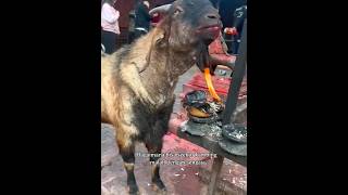 Unik Cara Kambing Ini Membersihkan Tubuhnnya Dari Parasit unik hewan shortvideo [upl. by Grosvenor]