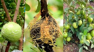 Aloe Vera air layering all fruits trees without soil bear a lot of fruits Air layering without soil [upl. by Maybelle]