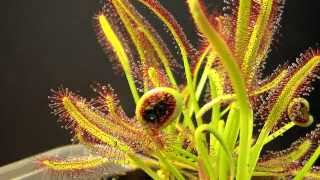 Drosera Capensis time lapse eating a fly HD with a surprise [upl. by Puiia]