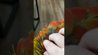 What is a pin feathers bird parrots birds macawparrot pinfeather [upl. by Lessirg]