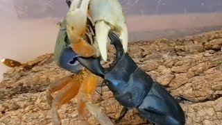 rainbow crab vs stag beetleDorcus titanus yasuokairound1 [upl. by Vallery]