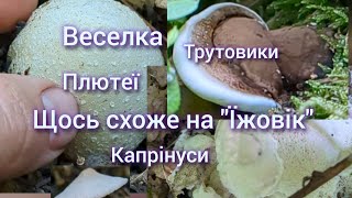 За грибами Багато Веселки Трутовики Плютеї Капринуси Щось схоже на quotЇжовик Гериційquot [upl. by Eislel]