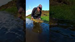 catchandrelease flyfishingonly flyfishingvibes trout flyfishinglife browntroutfishing dryfly [upl. by Benge609]