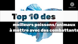 Top 10 des meilleurs poissons animaux à mettre avec des combattants betta [upl. by Ainerbas]