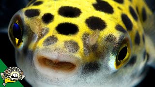 Puffer Fish Lets talk about Puffers Pufferfish  Live Stream [upl. by Holland]