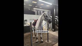 Salvatorehorse horseing equestrianshow equestrain showjumping horseriding equestriantraining [upl. by Wurster]