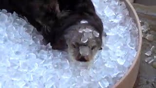 Otters Chill in Ice Bath to Keep from Overheating at Oregon Zoo [upl. by Cullan]