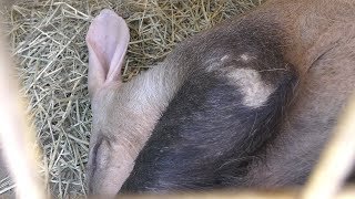 ツチブタ の『眠と（ミント）』 姫路市立動物園 2019年6月6日 [upl. by Drofdeb596]