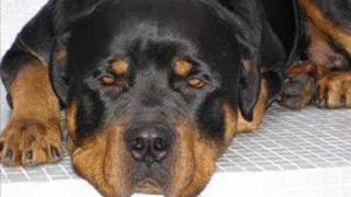 Dylan 3 a really big rottweiller [upl. by Gem]