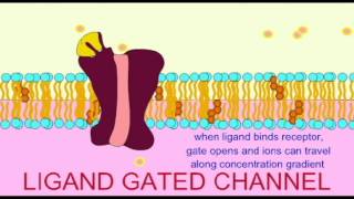 AP1 NEURON LIGAND GATED CHANNELS [upl. by Idyak736]