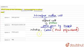 Which one of the following is surrounded by a callose wall  12  SEXUAL REPRODUCTION IN FLOWER [upl. by Rudolfo170]
