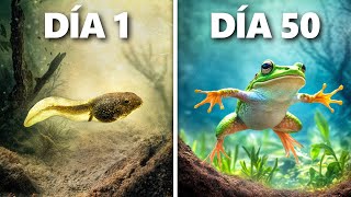 Criando Renacuajos a Ranas Evolución de 50 Días [upl. by Franck]