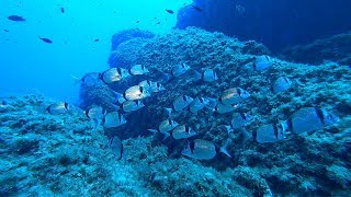 Diving Isola dei cavoli  Villasimius Sardegna agosto 2017 [upl. by Nahtanohj553]