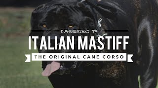 THE ORIGINAL CANE CORSO ITALIAN MASTIFF [upl. by Inoy]