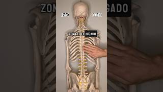 DOLOR DE ESPALDA Y DISFUNCIÓN VISCERAL osteopatia madrid masaje TerapiaManual osteopata [upl. by Tomas252]