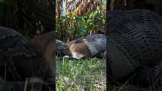 Burmese python consumes 77 pound deer in Florida [upl. by Esma]