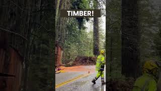 Timber Redwood Felling by Professional Lumberjacks  shorts lumberjack treefelling [upl. by Mathre]