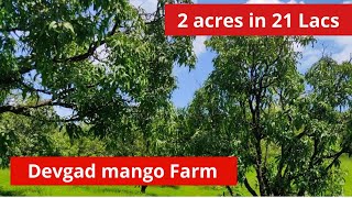 ID 1665 The 2 acre mango Farm in Devgad just 22 lacs देवगड येथे २१ लाखात २ एकर आंबा बाग sold out [upl. by Ardnosak]