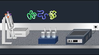 SDSPAGE Sodium Dodecyl Sulfate–PolyAcrylamide Gel Electrophoresis–Animation [upl. by Jehanna]