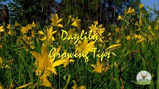 Daylily Growing Tips [upl. by Stella]