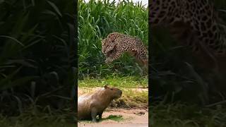 The Jaguar vs Capybara Showdown trending shorts [upl. by Vidovic]