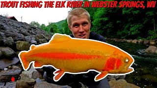 Trout Fishing West Virginias Elk River In Webster Springs [upl. by Creamer]