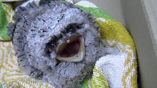 Funny Baby Tony Frogmouth Bird [upl. by Arratal662]