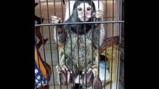 Marmoset monkeys in a pet store in Osaka [upl. by Armando]