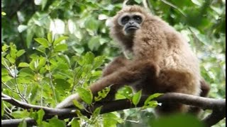 Gibbons singing  Sumatran whitehanded gibbon Hylobates lar vestitus [upl. by Ploss]