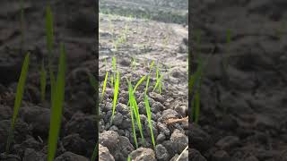 Nurturing the Wheat Crops  Wheat Fields in the Twilight A Moment of Irrigation 🌱😍🌅 short [upl. by Yeniffit]