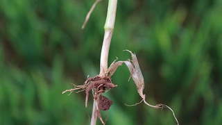 Disease Force Debating wheat T1 fungicide plans in Herefordshire [upl. by Reidar50]